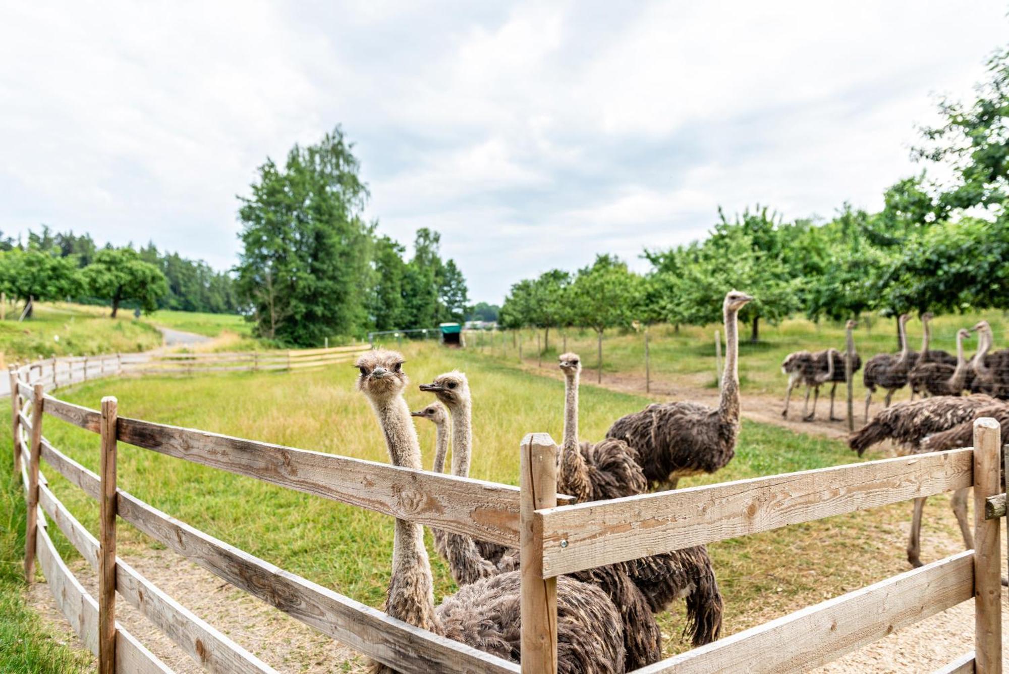 Beutenmuehle Straussenfarm Dach Owingen Exterior foto
